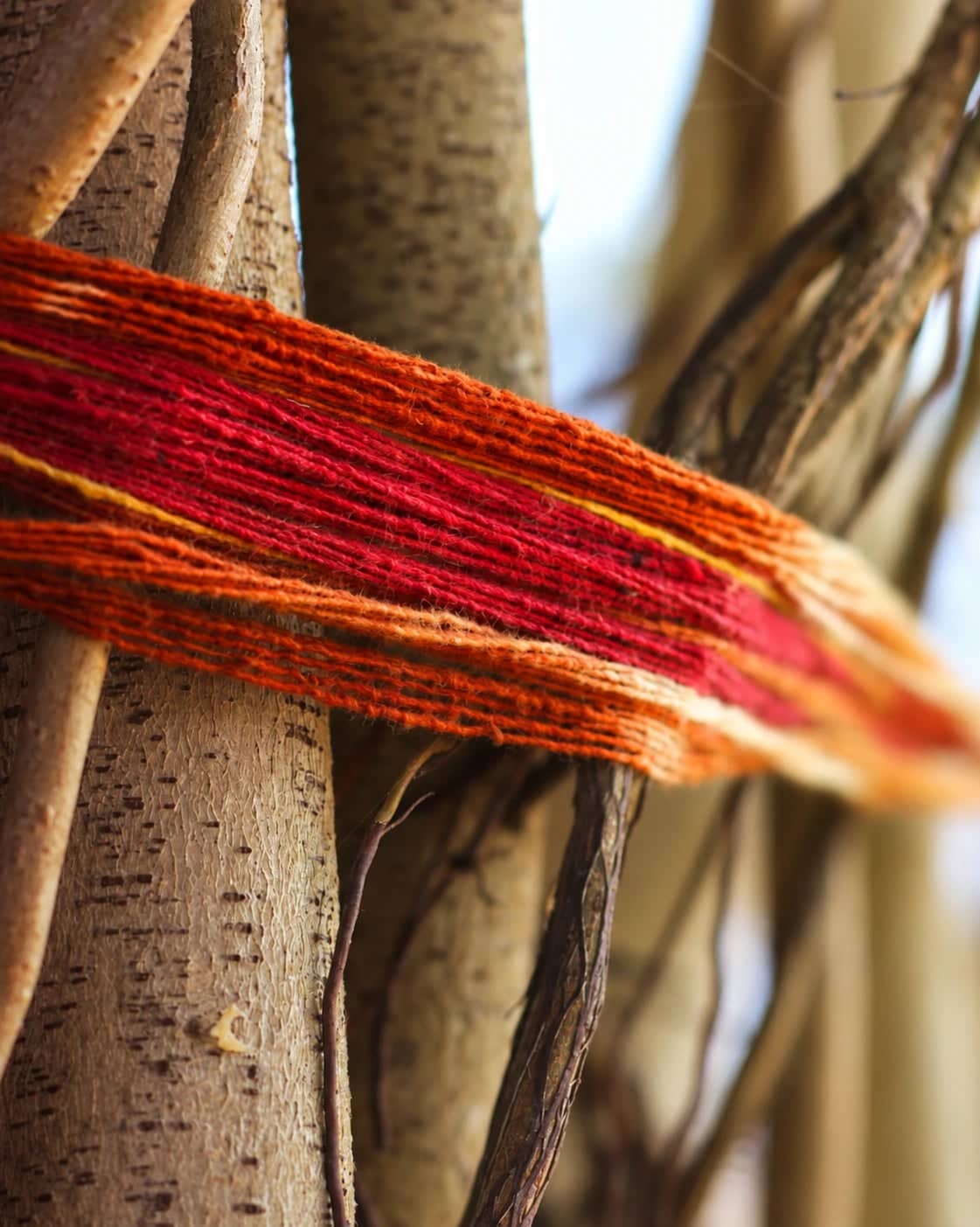A red and orange raksha sutra tied round the pale trunk of a tree